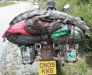 Caiman