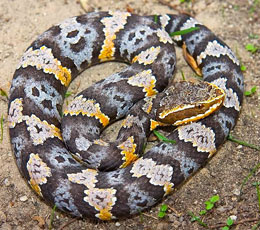 Cantil Snake