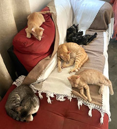 My Cats