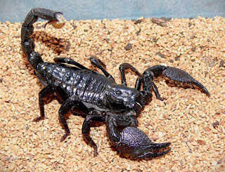 Emperor Scorpion