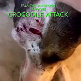 Croc Attack On Fala The Dog