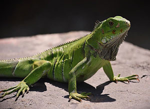 Green Iguana