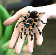 Spider