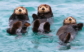 Cheeky Otters