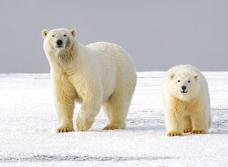 Polar Bears