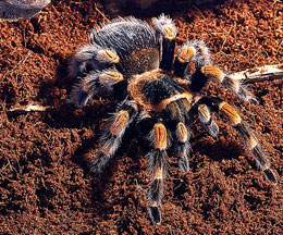 Red Knee Tarantula