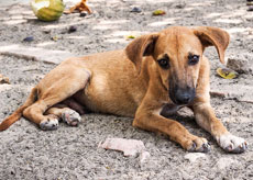 Street Dog