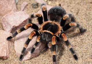 Tarantula